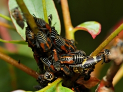 Eurymeloides bicincta