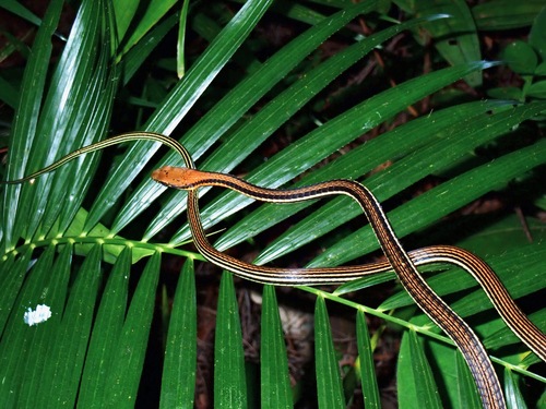 Photo of a Palawan bronzeback (Dendrelaphis levitoni)