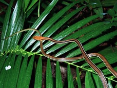 Dendrelaphis levitoni