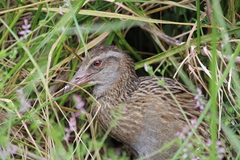 Gallirallus australis australis