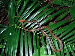 Dendrelaphis levitoni