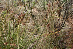 Cyperus thunbergii