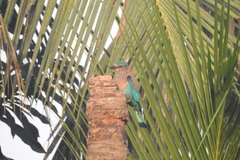 Coracias benghalensis