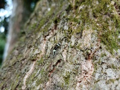 Holocerina smilax