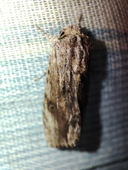 Spodoptera eridania