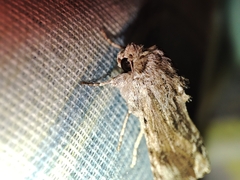 Spodoptera eridania