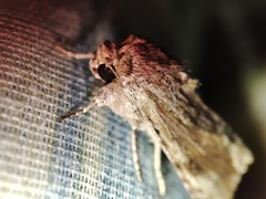 Spodoptera eridania