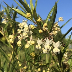Gomphocarpus
