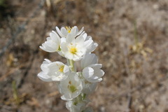 Ornithogalum conicum