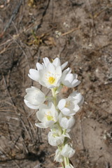 Ornithogalum conicum