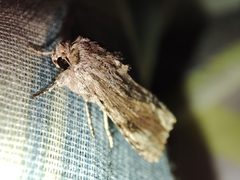 Spodoptera eridania