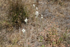 Ornithogalum conicum