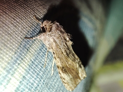 Spodoptera eridania