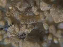 Turritellella shoneana