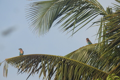 Coracias benghalensis