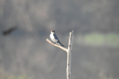 Hirundo smithii