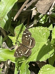 Anthanassa tulcis