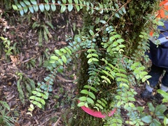 Metrosideros diffusa