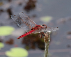 Urothemis aliena