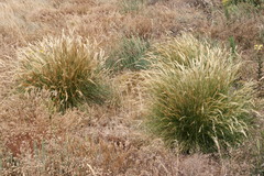 Pentameris macrocalycina