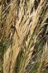 Pentameris macrocalycina