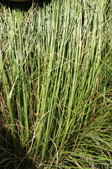 Pentameris macrocalycina