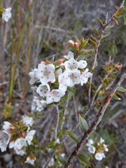 Epacris pauciflora