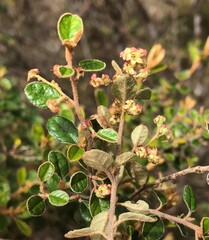 Pomaderris paniculosa