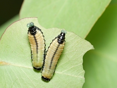 Paropsisterna cloelia