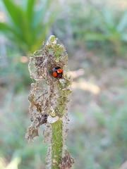 Coelophora biplagiata