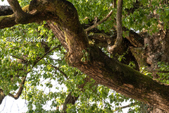 Lysionotus pauciflorus