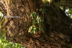 Lysionotus pauciflorus