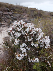 Epacris pauciflora