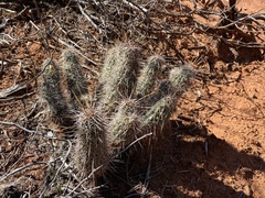Echinocereus engelmannii fasciculatus