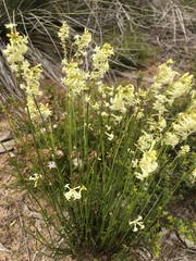 Stackhousia aspericocca