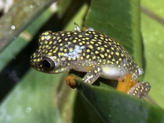 Heterixalus
