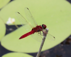 Urothemis aliena