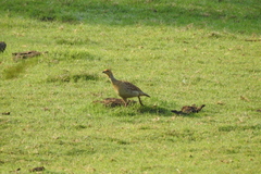Ortygornis pondicerianus
