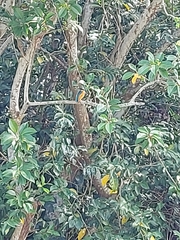 Alcedo atthis bengalensis