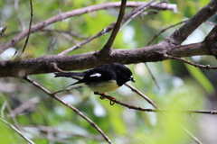 Petroica macrocephala macrocephala