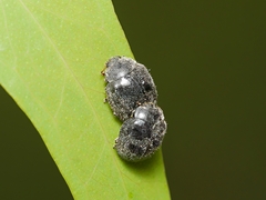 Rhyzobius ventralis