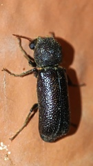 Bostrichidae