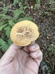 Polyporus decurrens