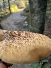 Polyporus decurrens