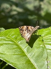Noctuana lactifera