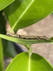Ectropis excursaria