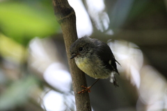 Petroica macrocephala macrocephala