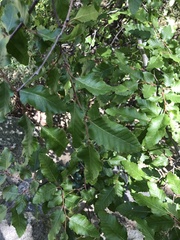 Nothofagus macrocarpa
