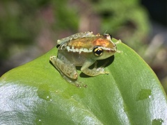 Boophis lilianae