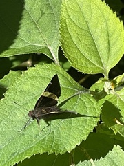 Autochton vectilucis